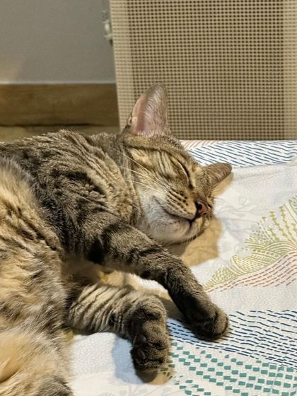 Muezza, the beautiful Bengal, sleeping peacefully. She is a bit shy initially but is a total cuddle expert once she trusts you.