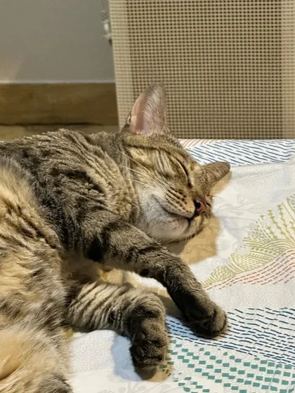 Muezza, the beautiful Bengal, sleeping peacefully. She is a bit shy initially but is a total cuddle expert once she trusts you.