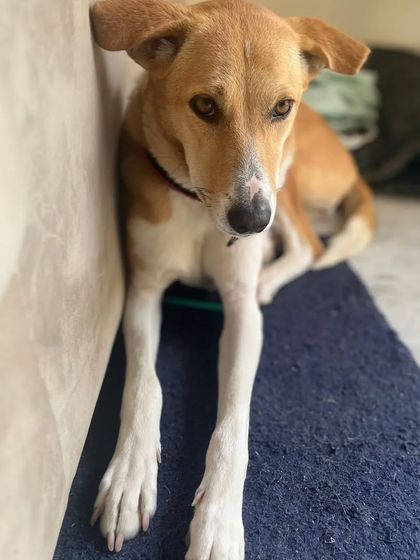 Browny resting comfortably by the couch. She would thrive in a home where someone is around more often, as she loves company and gets sad when left alone for too long.