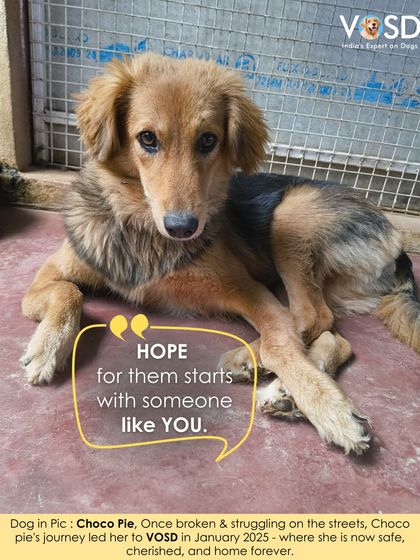 Choco Pie was once broken and struggling on the streets. Her journey led her to VOSD, where she is now safe, cherished, and home forever.