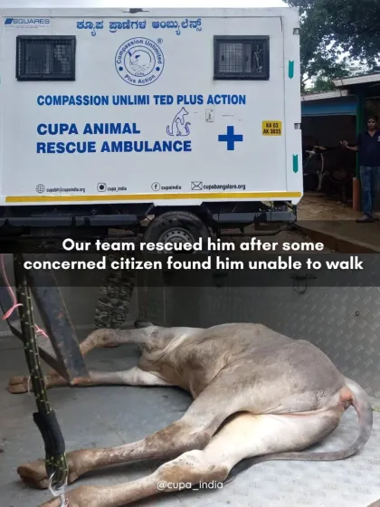 Our rescue ambulance is equipped to handle emergencies for all community animals, big or small. Here, our team has just rescued a young calf found unable to walk after a suspected road accident, bringing him to our centre for urgent care.
