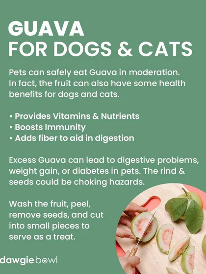 Guava is another fruit that is safe for pets in moderation. It provides vitamins, boosts immunity, and adds fiber. Make sure to wash, peel, and remove the seeds before serving.
