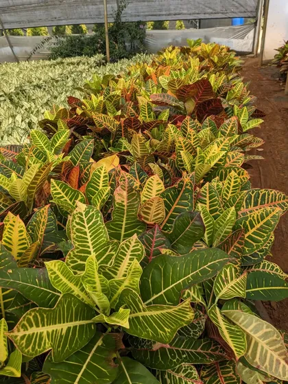 A large batch of Croton plants with their distinct, colorful veined leaves. These are a popular choice for adding texture and a splash of color to shaded garden spots or indoor arrangements.