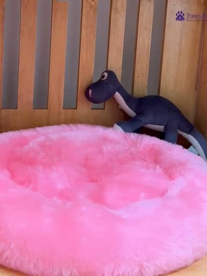 PawsnCollars - Pet Boarding & Hotel Health, Safety & Specialized Care photo 3