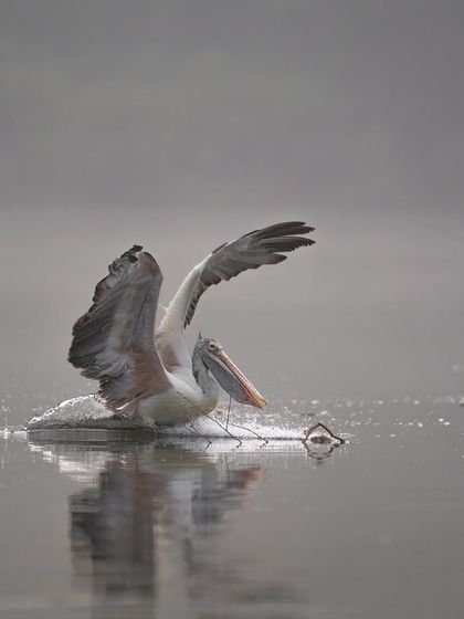 A pelican skids across the water, another dynamic moment from our Ranganathittu workshop.