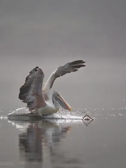 A pelican skids across the water, another dynamic moment from our Ranganathittu workshop.