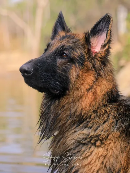 Noble, majestic, and completely in his element. This portrait of Simba, a stunning German Shepherd, was taken during his first real exploration of water. We aim to capture the unique personality and strength of each pet in our soulful portrait sessions.