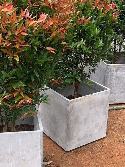 Rakshith Landscaping - Landscape Design & Installation Plant & Tree Supply photo 33