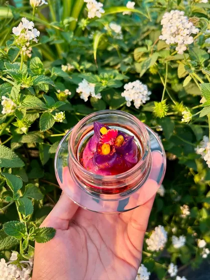 A Purple Skin Corn & Water Chestnut Dumpling, its vibrant colour contrasting beautifully with the green foliage.