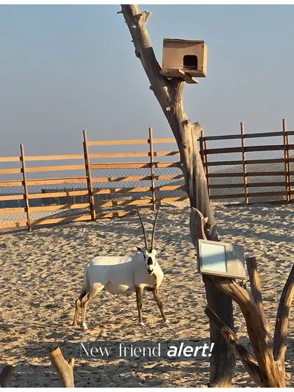 Making new friends in the desert! Part of the magic of a destination wedding is embracing the local environment, including its unique wildlife, creating truly special memories.