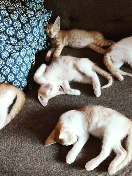 A litter of five ginger and white kittens sleeping peacefully on a couch. After a long session of playing, it's time for a synchronized cat nap.