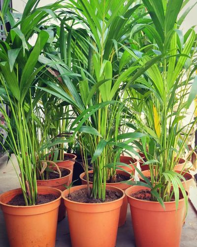 Indoor Plant Solutions