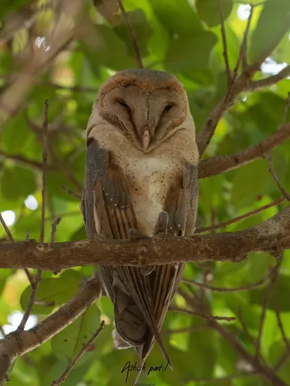 A Barn Owl trying to get some sleep. Finding and photographing nocturnal birds during the day requires a quiet approach and a keen eye.