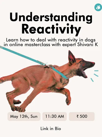 Reactivity, such as lunging or barking at other dogs or people, is one of the most stressful issues for pet parents. This is a preview of my online masterclass where I help you understand the root causes of reactivity and provide practical strategies to manage it, so you can feel in control again.