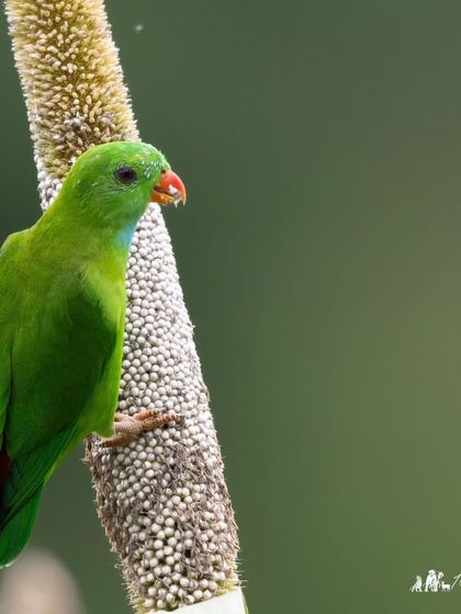 A Vernal Hanging Parrot clings to a cob of maize, skillfully extracting the grains.