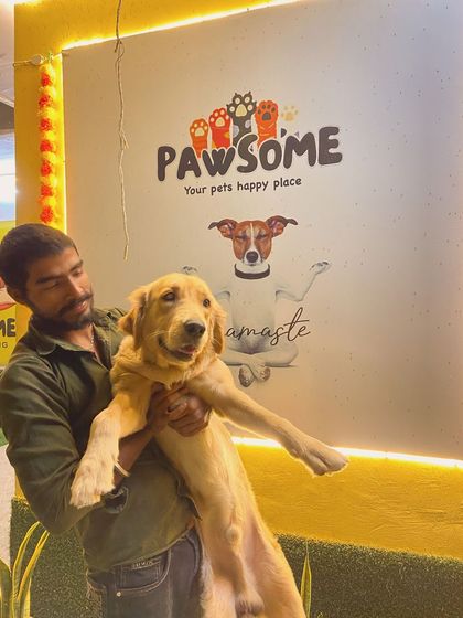 This Golden Retriever puppy is all smiles and ready for his close-up.
