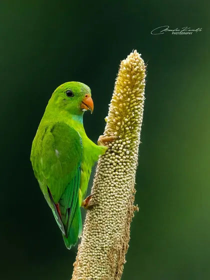 A crisp portrait of a Vernal Hanging Parrot mid-meal, with a clean green background that emphasizes its bright plumage.