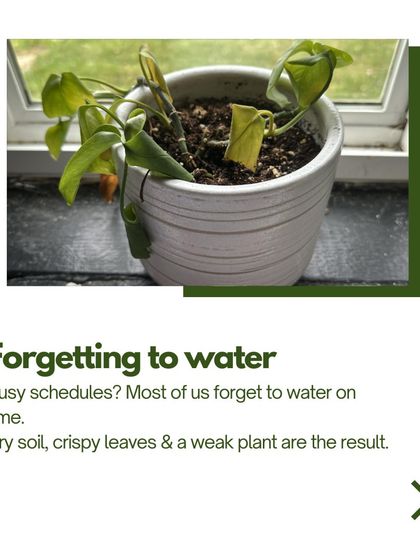 Treemendous - Indoor Plants & Self-Watering Planters From Surviving to Thriving photo 7