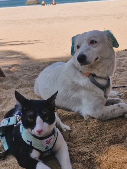 Mamppi Deb - Creative Grooming Creative Fur Styling photo 4