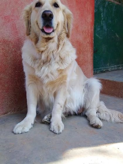 PetStepin - Pet Boarding & Daycare Portraits of Our Happy Guests photo 44