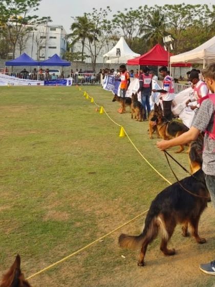 Fuzzy Wuzzy - Pet Grooming Academy & Workshops Workshops & Industry Events photo 22