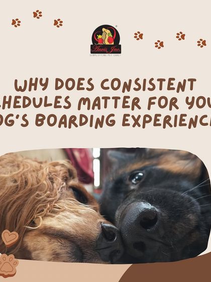 Anvis - Dog Boarding Personalized & Special Care photo 5