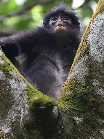 After years of searching, I finally had an encounter with the critically endangered Raffles' Banded Langur in Singapore. With only about 60 individuals left in the country, these primates are notoriously shy and difficult to spot. This quiet moment was a deeply rewarding experience.