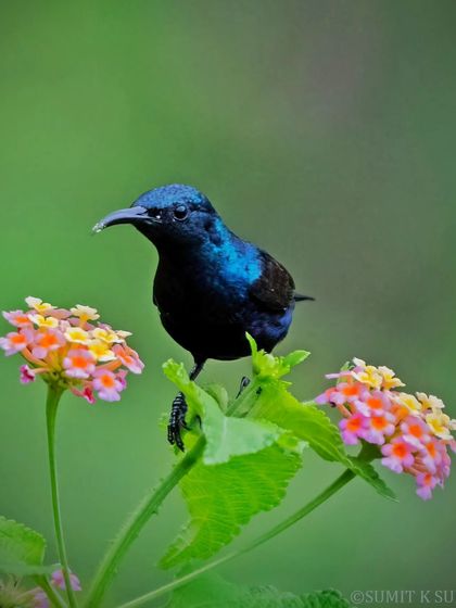 A male Purple Sunbird enjoying nectar from lantana flowers on a rainy day. Its metallic purple-blue plumage glistens even in the dull light.