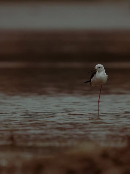 A Black-winged Stilt stands on one leg in the water, a classic and elegant pose that highlights its delicate form against a moody, brown background.