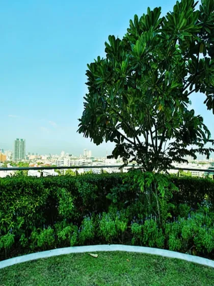 You don't need a massive space to create a beautiful rooftop garden. Even a single, well-placed tree and surrounding greenery can establish a natural focal point and bring a sense of peace and tranquility to an urban environment.