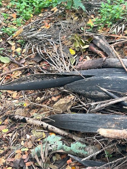 A camouflaged toad, spotted during our "Meet the Busy Bees" event. There's always something unexpected to discover if you look closely.