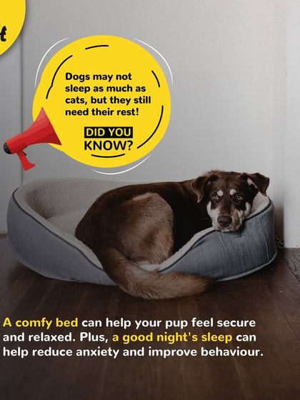 Did you know a comfy bed can help your pup feel secure and reduce anxiety? A good night's sleep is important for their behavior. I stock a variety of beds to ensure they get the rest they need.