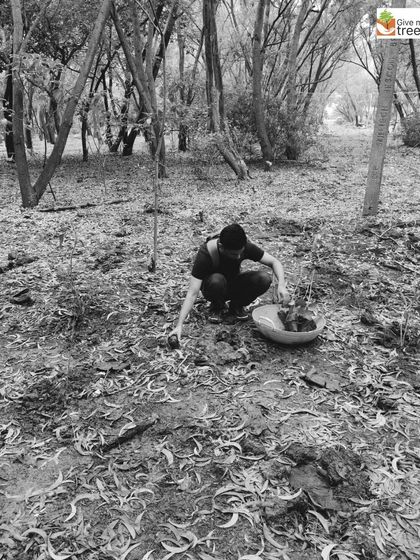 A Northern Trust employee carefully prepares the ground for a new sapling. These corporate partnerships are a powerful way to channel resources and manpower towards meaningful environmental action.