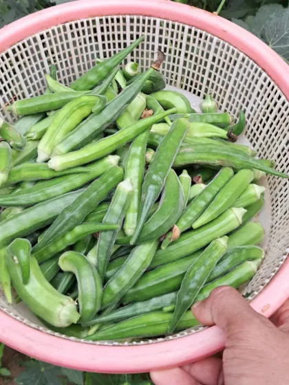 There is nothing more satisfying than harvesting your own organic vegetables. This basket full of fresh ladyfingers, or bhindi, was grown in a simple grow bag on my Delhi terrace.