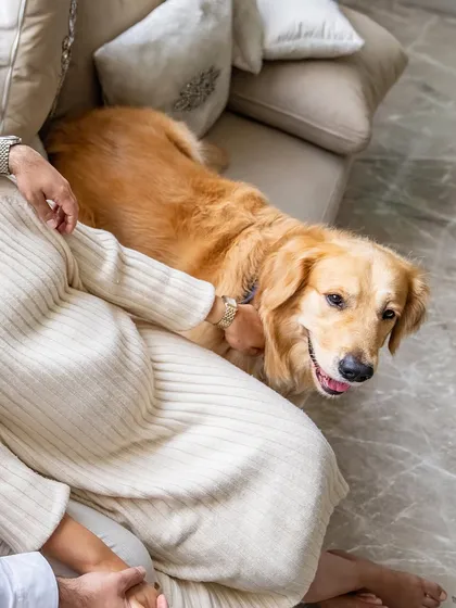 A sweet, high-angle shot of Hugo the Golden Retriever looking up with a happy smile, nestled beside his mom on the couch during her maternity shoot.
