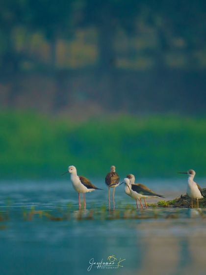 A group of Black-winged Stilts wading together in the shallow water during the golden hour.