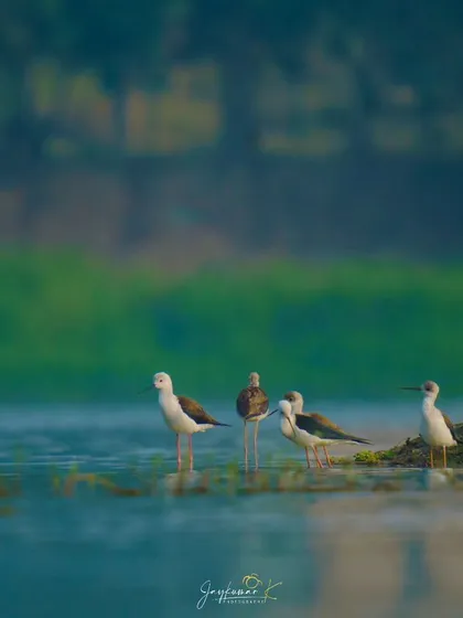 A group of Black-winged Stilts wading together in the shallow water during the golden hour.