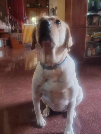 A beautiful Labrador looking up with so much love. It's moments like these that remind me to be the person my dog thinks I am.