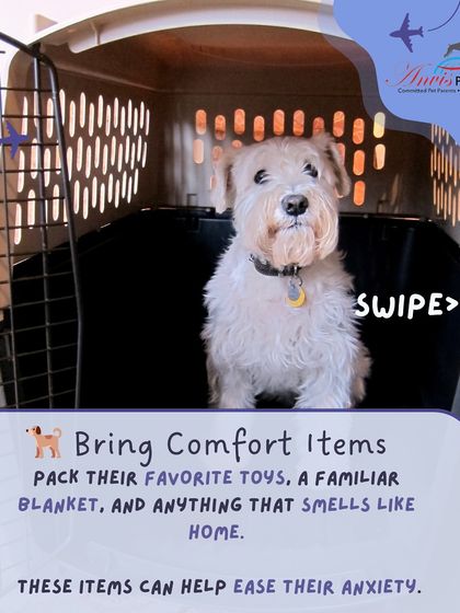 Anvis - Pet Relocation Preparing for Travel: Health, Safety & Documentation photo 37