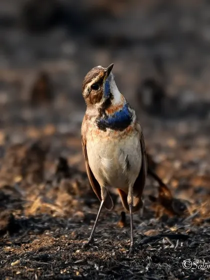 The Bluethroat, also known as Shankar because of the blue patch on its throat resembling Lord Shiva. A beautiful migratory bird photographed on Maha Shivaratri.