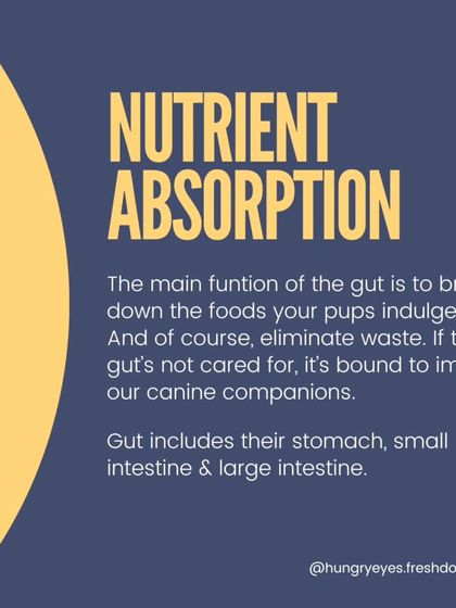 Hungry Eyes - Natural Pet Treats & Chews Pet Parent Guides & Tips photo 4