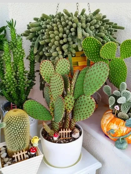 For those who love unique shapes and low-maintenance plants, I have a huge collection of succulents and cacti. Here is just a small sample of the different types you can find at my nursery.