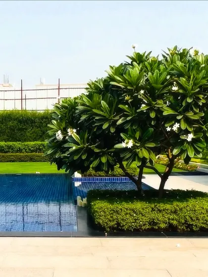 A simple yet elegant poolside detail from a Sultanpur farmhouse project. The placement of a flowering Frangipani tree adds a tropical, resort-like feel, providing natural beauty and a focal point that enhances the entire swimming pool area.