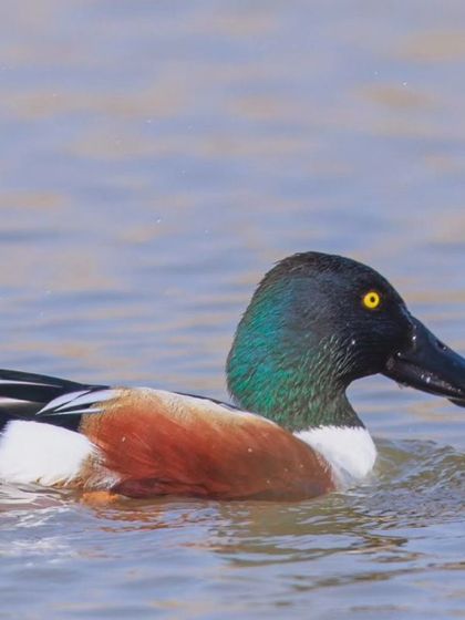 A male Northern Shoveler in its vibrant breeding plumage, with an iridescent green head, white breast, and chestnut flanks. These ducks are winter visitors to India.