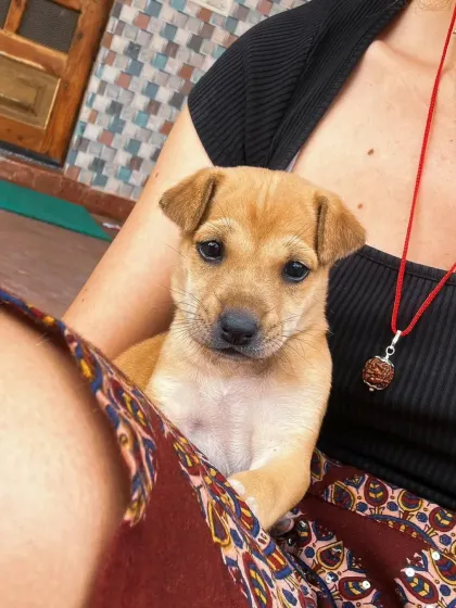 This is BoPeep as a tiny puppy, just after she was rescued in India. It's hard to believe this little one would soon be on her way to a new life in Belgium.