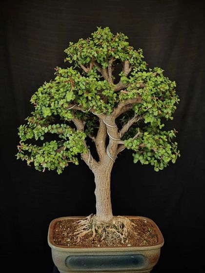 A wired Jade bonsai, showcasing the training process. The wires gently guide the branches to create a beautiful, cascading form.
