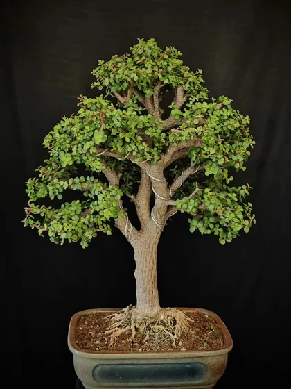 A wired Jade bonsai, showcasing the training process. The wires gently guide the branches to create a beautiful, cascading form.