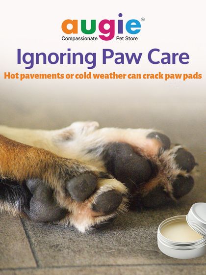 Augie Pets - Pet Grooming Services Seasonal & Health Care Guides photo 11