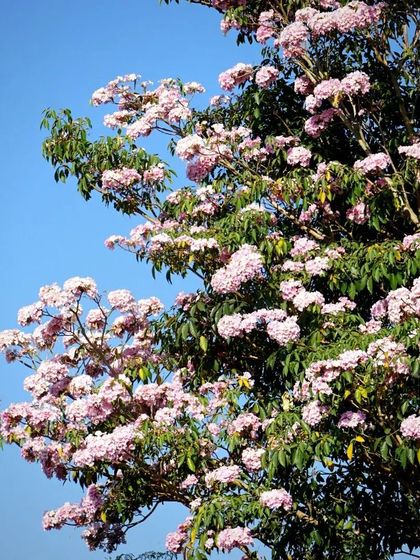 The vibrant Pink Trumpet tree in full bloom. During its season, it showers our paths with pink flowers, creating a truly magical and beautiful environment for our guests.