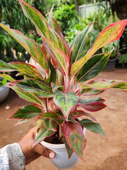 Rare & Colourful Indoor Plants photo 7